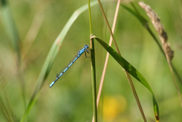 DamselFly3