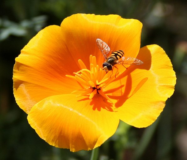 HoverFlyinCaliforniapoppy003