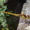 Dragonfly1