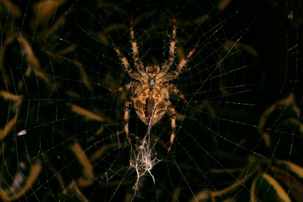 spider9b