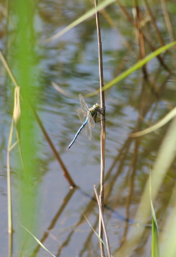 Damselfly1