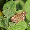 Speckledwood