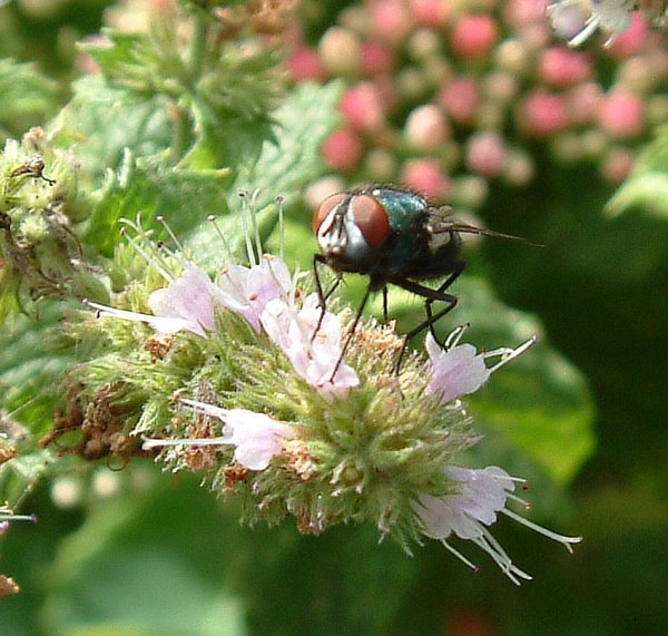 GreenBottleonMint1