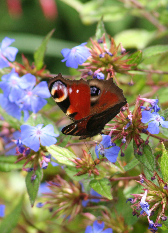 Peacock002