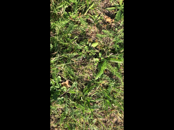 Spot the Ivy bees !