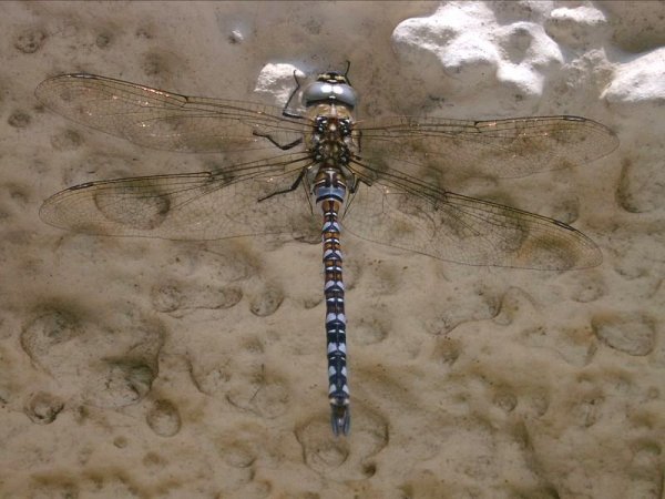 Female Common Hawker