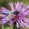 IMG2014-7-1018.50.6