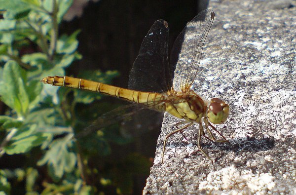 Dragonfly1