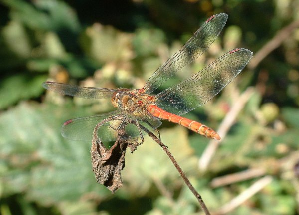 MaleCommonDarter1