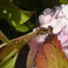 Dragonfly4