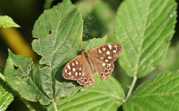 Speckledwood
