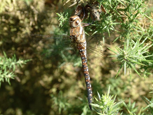 BrownHawker1