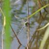 Damselfly1