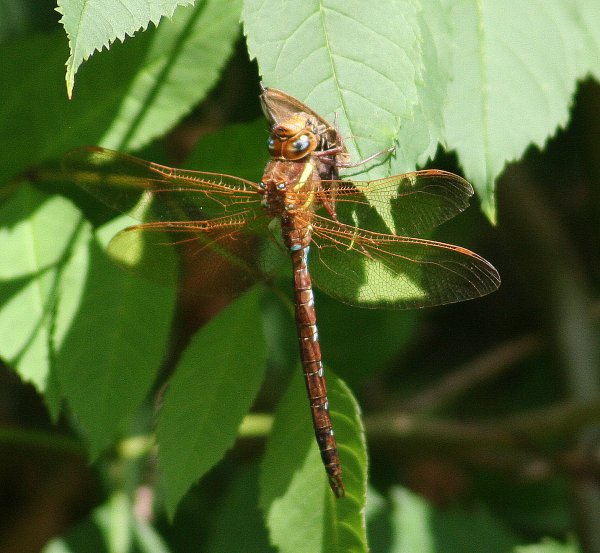 DragonFly10