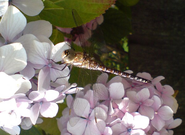 Dragonfly2