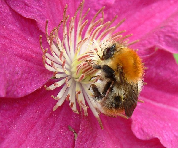 WhitetailBumbleBee1